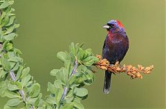 Varied Bunting